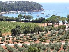 183 D25 BORMES LES MIMOSAS 3_000019